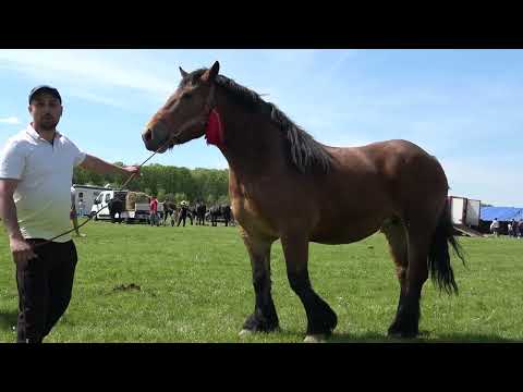 Iapa lui Titut de la Baciu, Cluj - 2023 Nou!!!