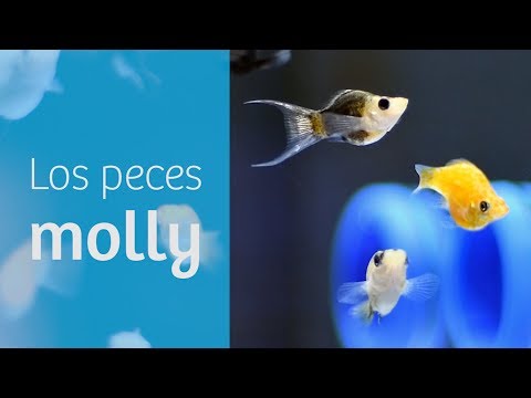 , title : 'Mollys · Peces fáciles para tu acuario tropical 🍹'