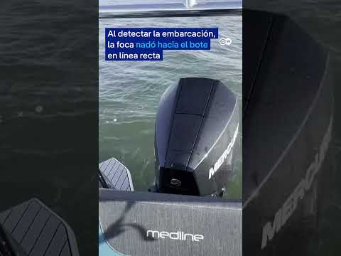 Una foca busca refugio en la embarcación de un fotógrafo acorralada por unas orcas