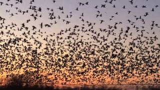 preview picture of video 'Mississippi Delta Snow Geese'