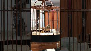 Download lagu Sanma gacor ngeroll isian blacktroat mp3 Download lagu Sanma gacor ngeroll isian blacktroat mp3