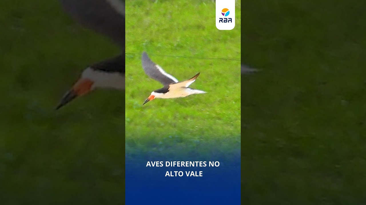 Registros raros chamam atenção de observadores de aves no Alto Vale