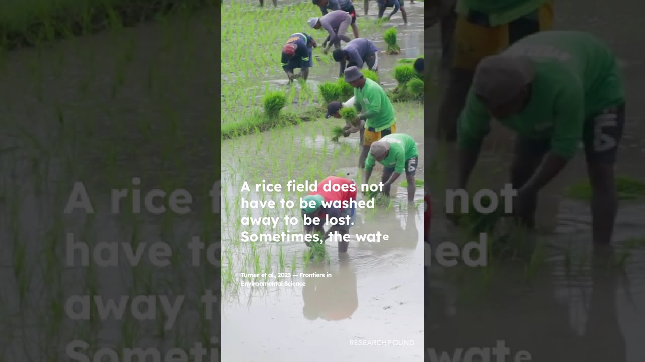 The Nigerian FARO rice varieties - ResearchRound Agriculture & Food Systems Track