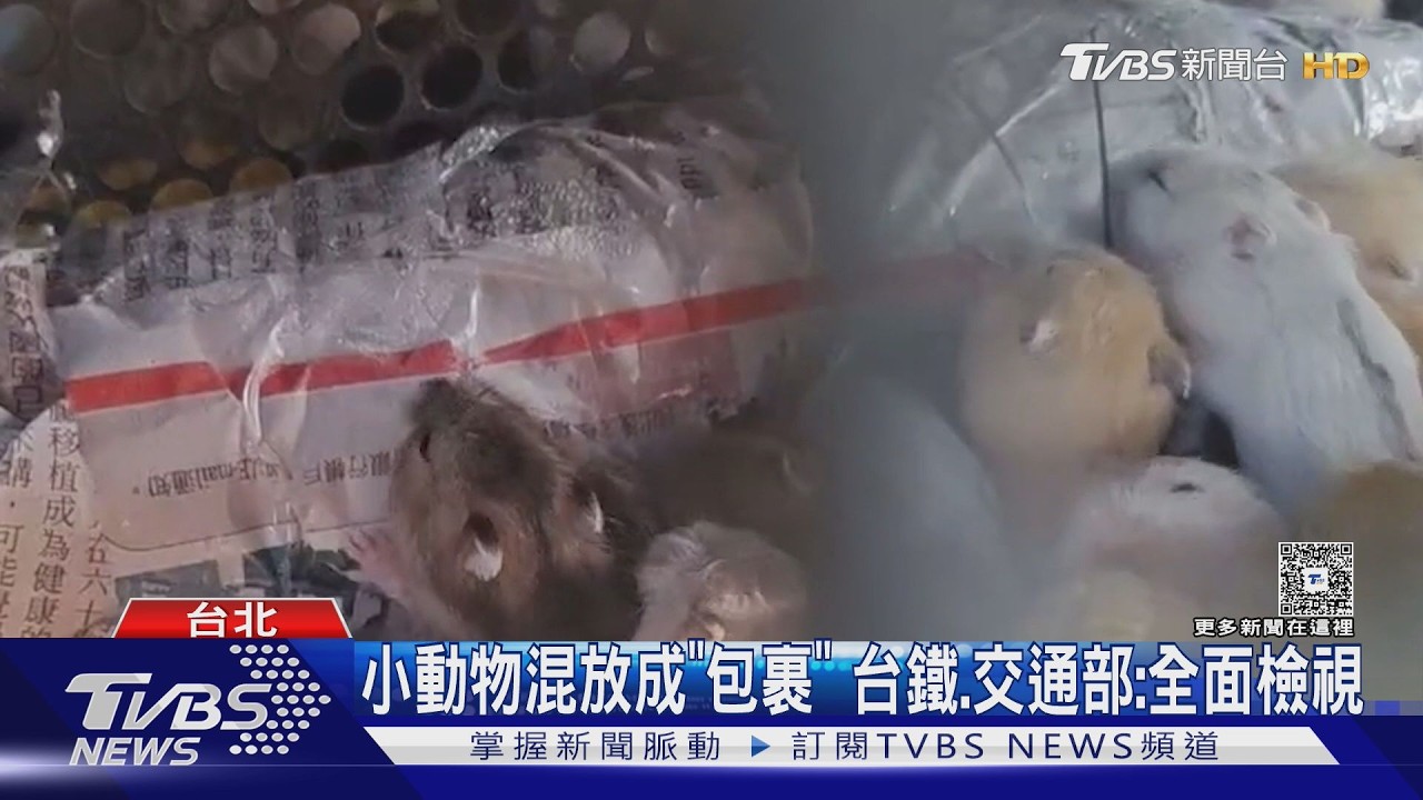影音/台鐵行包車淪「煉獄快遞」!百萬小動物塞籠 高溫缺水無法可管