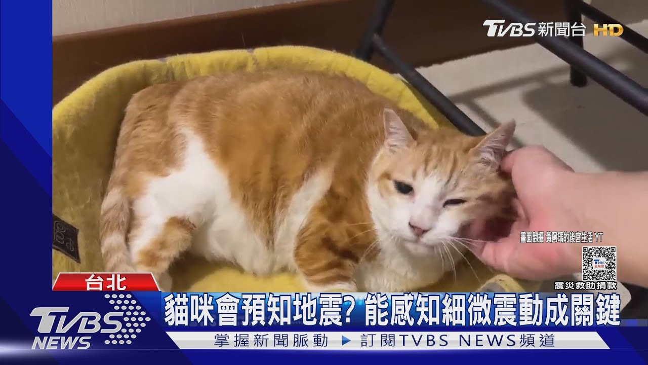 康老師1返家身影曝! 愛貓「可能在七樓」友人急PO文