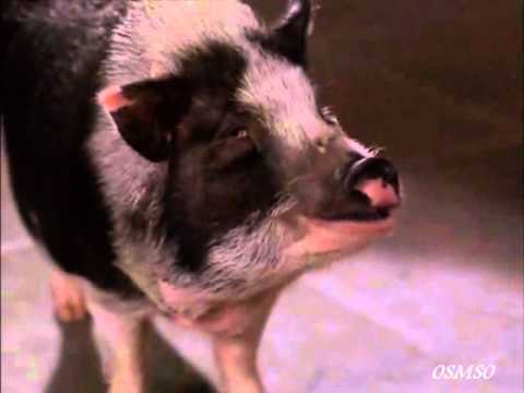 Merlin's Apprentice Scene / "Pig? You can talk?"
