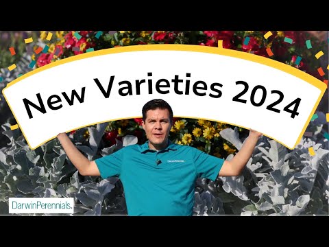 Darwin Perennials - The Gardens at Ball 2023 thumbnail