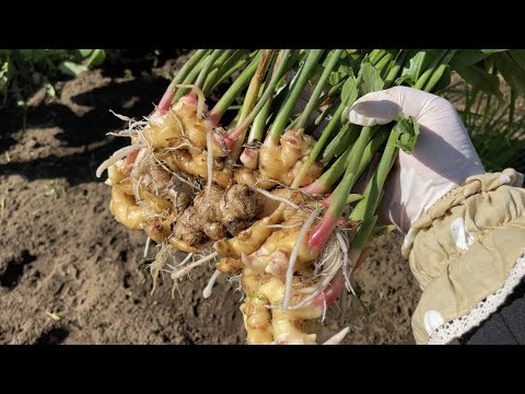 野菜の収穫: 適切な時期を見つける方法 庭の練習