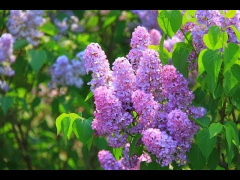 インディアンライラックの剪定はいつ行うべきですか？トレーニングやメンテナンスカットはどのように行うのですか?  庭園