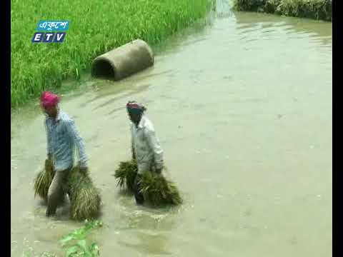 প্রবল বর্ষণে তলিয়ে গেছে টাঙ্গাইলের বাসাইলসহ বেশ কিছু এলাকার জমির ধান