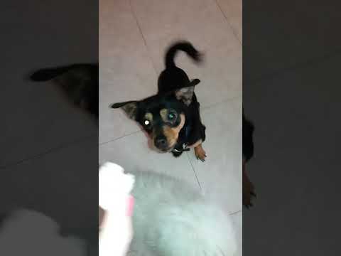 Marek l ingordo 😂