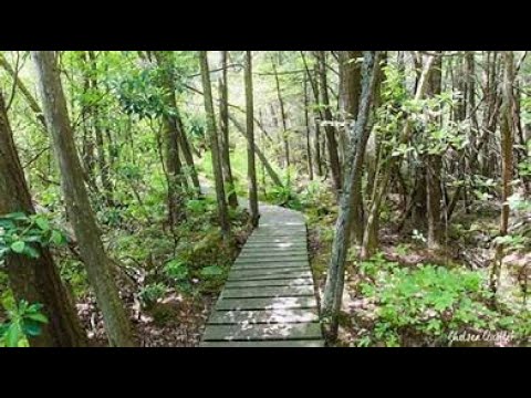 #4  Douglas State Forrest (Mass - New England)