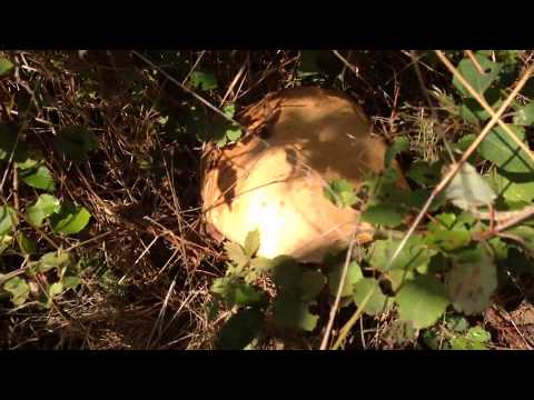 Gemelčička - Hríb dubový (Dubák)