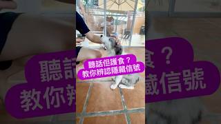 《狗狗護食的隱藏信號》Dog Food Guarding — 香港犬隻訓練師Cherry