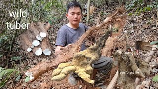 Man living alone digs wild tubers for food. Robert | Green forest life
