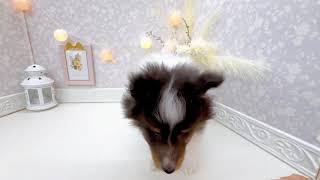 シェットランドシープドッグの動画01