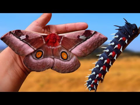 Cabbage-tree Emperor Moth: Bunaea alcinoe / African Giant!
