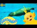 Teletubbies Svenska 1 Timmars Sammanställning Visar För Barn