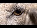 Dominion (2018): Official Trailer - 