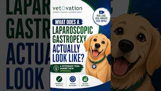 Laparoscopic Gastropexy in Dogs | A Minimally Invasive Approach