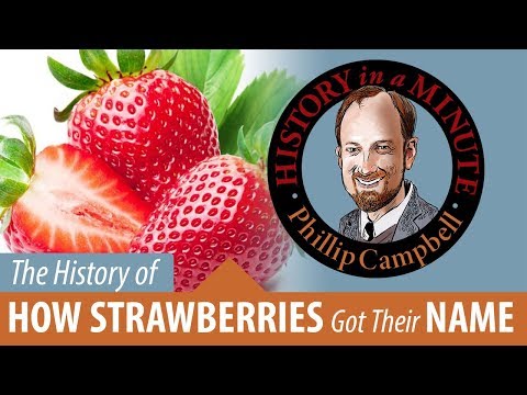 image-When was the strawberry first discovered?