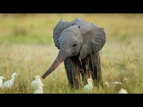 Cutest and funniest baby elephant videos complation