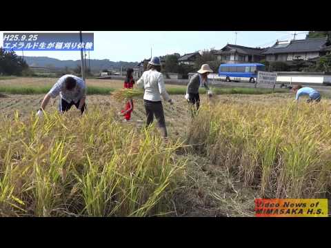 H250925エメラルド生稲刈り体験
