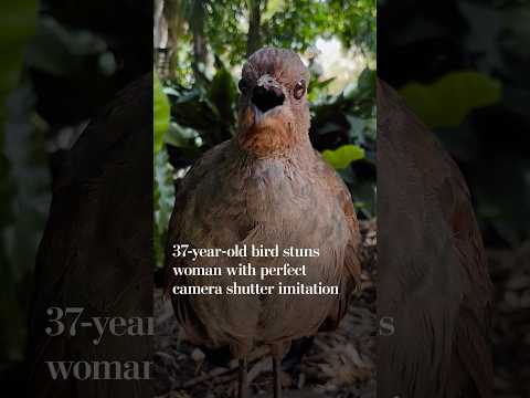 37-year-old bird stuns woman with perfect camera shutter imitation