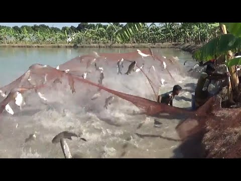 Big Fish Hunting By Net From Bugdhani Pond Of Dalas