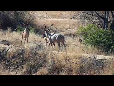 Djuma: Kudus, Impalas and Warthogs - 07/07/19
