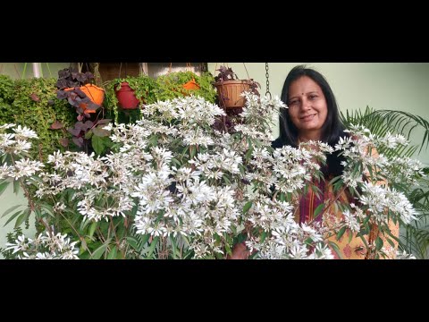 diamond frost, snow bush, snow flake  plant, grow and care tips