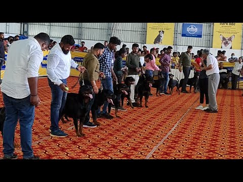 Oru adipoli  Pet show part 1 || Renjini's vlog