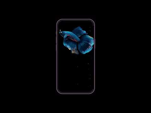 Betta Fish Live Wallpaper Video