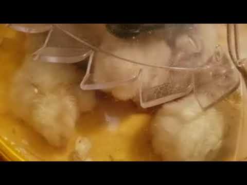 Brinsea Products Maxi 24 Advance Automatic 24 Egg Incubator, Yellow Blue   Industrial &