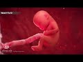 FROM FERTILIZATION AND CHILDBIRTH AND BREASTFEEDING