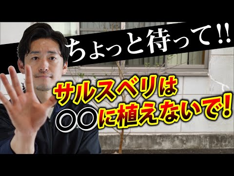 American Gleditschia、オサガサの木 植物