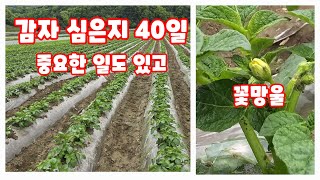 감자 심은지 40일 감자 꽃망울이 올라 오기 시작 괴산감자 감물감자 수미감자 [감자재배방법]