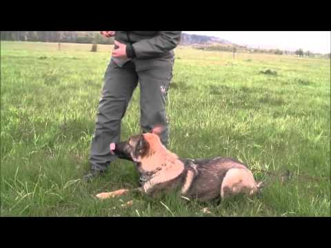 Jagira Aykmar, 11 months - tracking