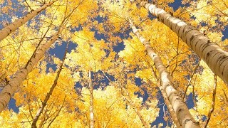 Peaceful Music, Relaxing Music, Instrumental Music "The Golden Days of Autumn" by Tim Janis