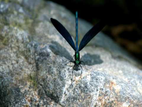 Aris Christofellis: "Nana de Sevilla"