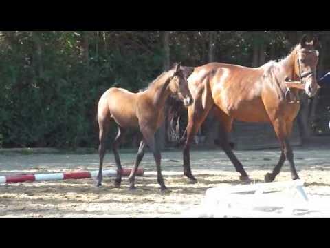 Holsteiner Stutfohlen v. Cancara