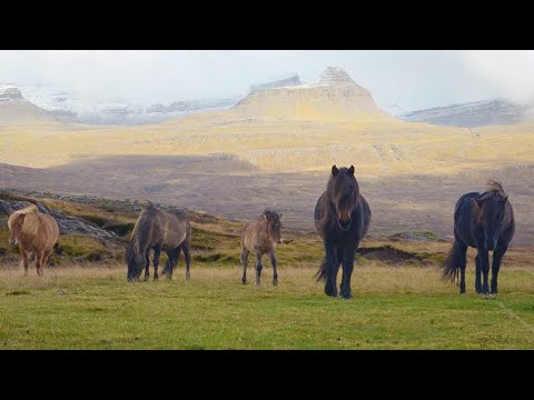 1 HOUR of PEACEFUL HORSES for Healing and Strength!