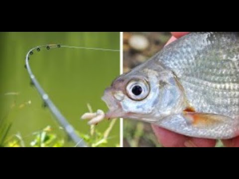 Feedern! Tipps und Tricks