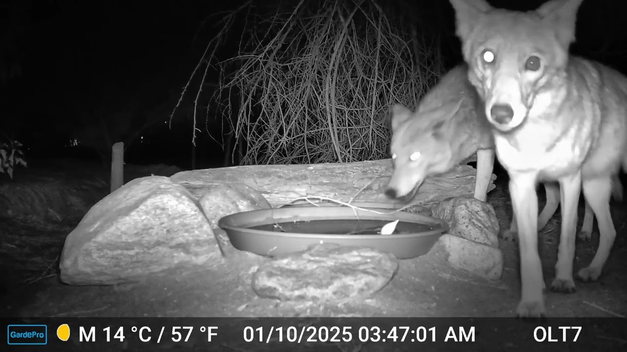 S3E2: Spotlight and Bear stop by for a drink before she checks out the camera while he checks in on her