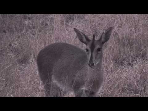 Djuma: Duiker back enjoying a bit of bone gnawing - 06:15 - 07/08/18