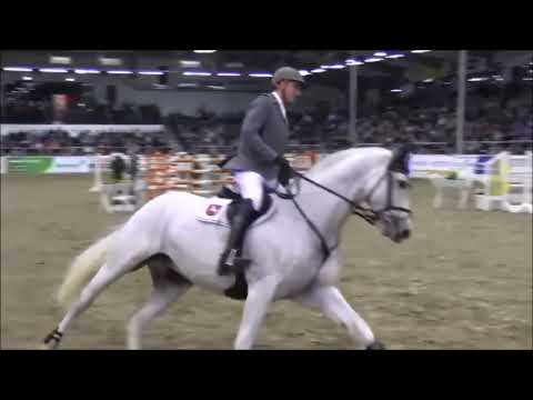 GREY TOP: Hannover stallion by Graf Top x Singular Joter, www.equine-evolution.com