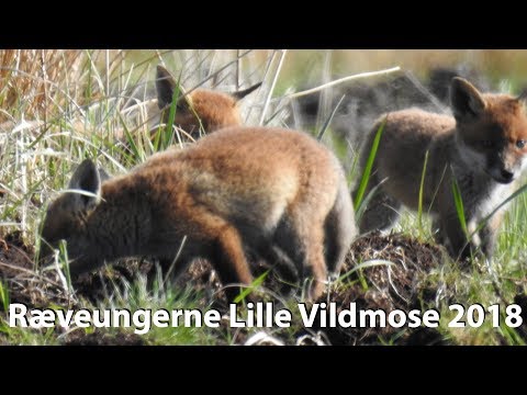 Ræve ungerne lille vildmose 29. april 2018 FULL HD