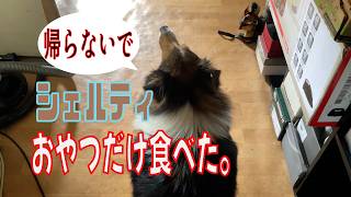 シェルティ】おやつだけ食べた【フランス田舎暮らし🇫🇷】#犬の散歩 #賢い犬 #犬のいる暮らし #マイペースな犬
