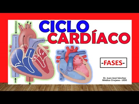 🥇 CARDIAC CYCLE. Easy Explanation!