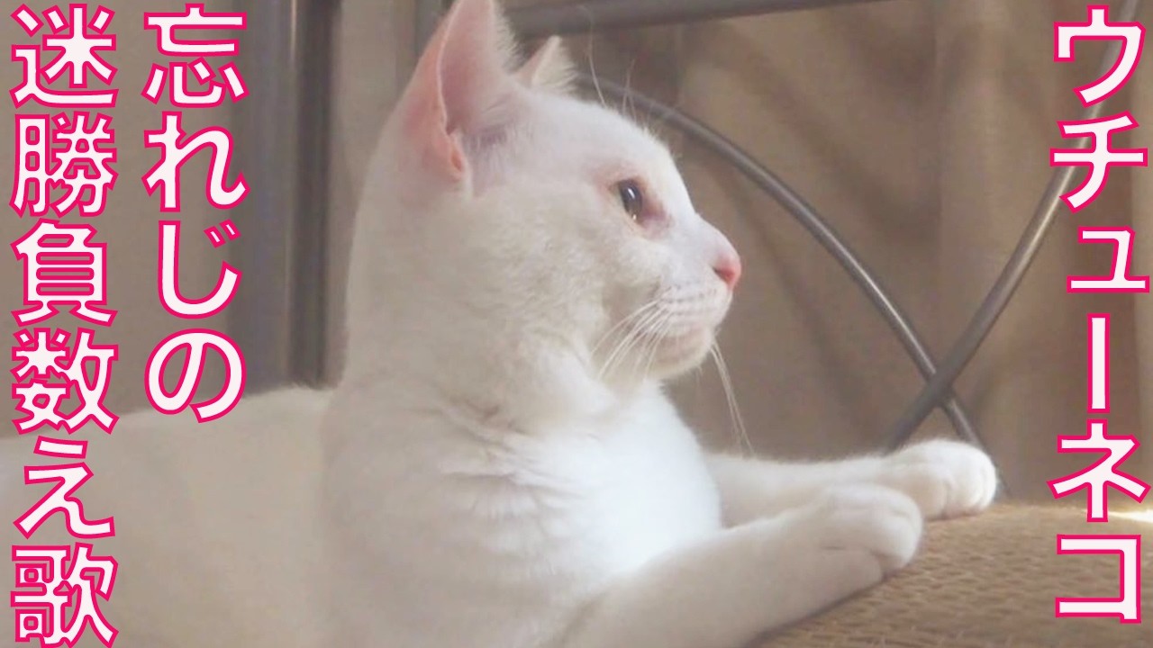 想い出のウチューネコ、バトル迷勝負数え歌 Memories of my spacecat's battles